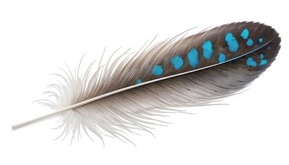 A single feather with blue spots on a white background lying diagonally across the frame isolated