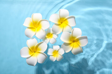 Beautiful plumeria flowers in water on blue background