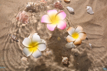 Beautiful plumeria flowers and seashells in water on sand background