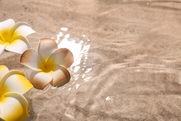 Beautiful plumeria flowers in water on sand background © Pixel-Shot