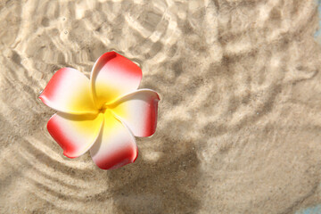 Beautiful plumeria flower in water on sand background