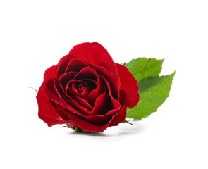 Fototapeta premium Beautiful red rose flower on white background