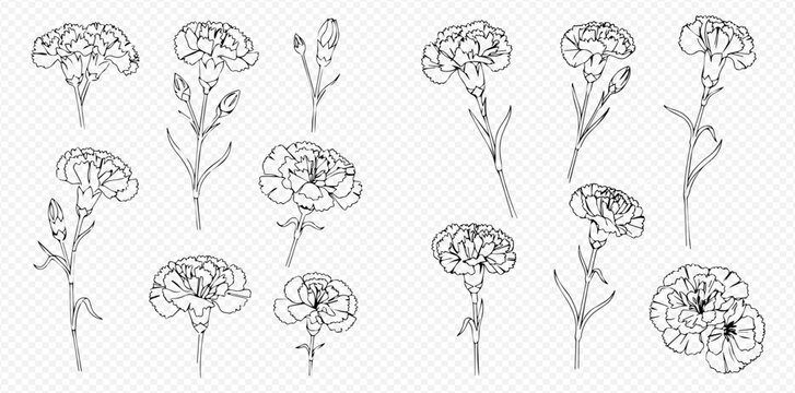 A collection of hand-drawn carnation flowers and buds, illustrated in a black and white line art sketch style on a transparent background.