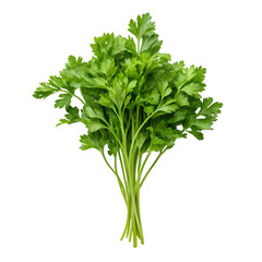 Fresh Bunch of Flat Leaf Parsley Isolated on Black Background herb green