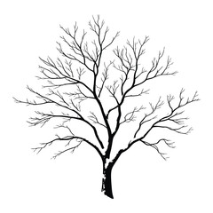 Obraz premium Detailed silhouette of a bare tree with intricate branches against a