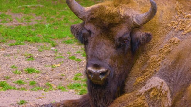 Close up of a bison resting on a meadow sunny autumn day standing around.