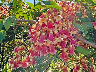 flowers of a Wonga-wonga-vine. Pandorea pandorana