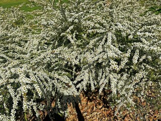 White flowers of an Australian wild may plant. Leptospermum polygalifolium