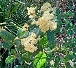 Pale yellow flowers of Pisonia aculeata. Cockspur