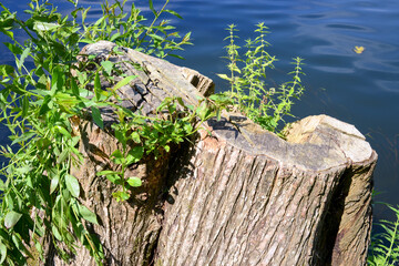 Naklejka premium Close-up of Tree Stump with Green Plants by the Water’s Edge