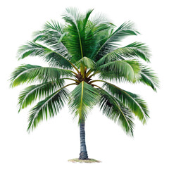 A vibrant illustration of a lush green coconut palm tree isolated
