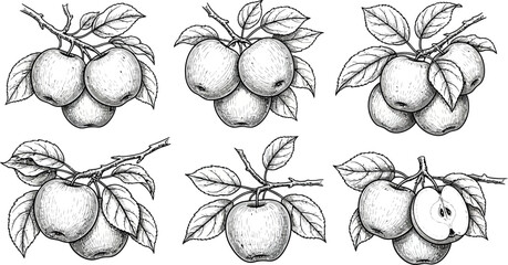 Apple tree branch drawing vector illustration botanical fruit design art