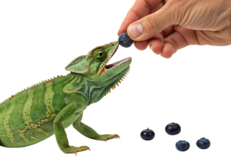 Chameleon Eating Blueberry Isolated On Black Background Hand Feeding Reptile