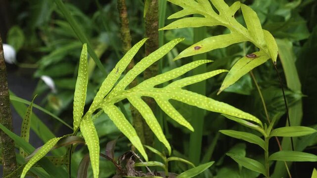 Close up footage capturing the vibrant green fronds of a fern, likely a Monarch fern, thriving within a lush tropical botanical garden in Hawaii. The intricate details of the leaves and the serene nat