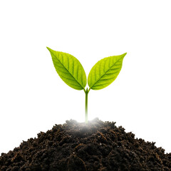 Young sprout grows from soil, symbolizes new life, growth, and environmental awareness