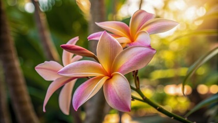 Fototapeta premium Pink plumeria flower tropical plant sunlight green leaf nature garden summer macro vibrant peaceful morning