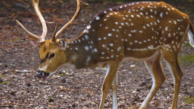 Close up of an axis deer buck standing in the forest on a sunny autumn day and looking around