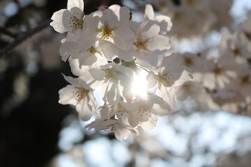 cherry blossom in spring