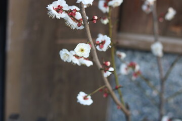 white plum blossom on a branch