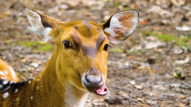 Close up of an axis deer dow resting in the forest on a sunny autmn day and looking around