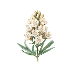 eremurus flowers hand drawn illustration