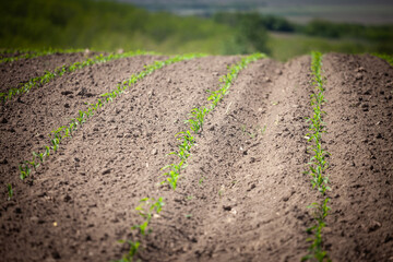 Close view of straight furrows of tilled brown soil with tiny green seedlings emerging in precise rows, illustrating early growth, row cropping and spring cultivation on an arable field.