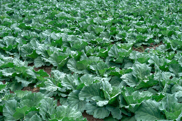 A wide field of green cabbage plants growing in fertile soil, showing fresh leaves and healthy crops, symbolizing agriculture, organic farming, natural produce, and healthy food.