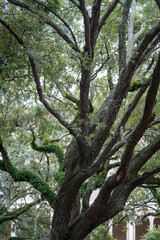 Majestic oak tree adorned with lush greenery in Savannah Georgia