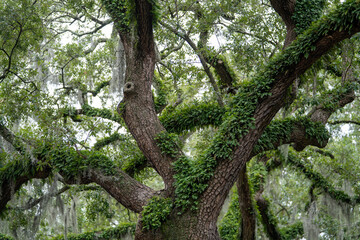 Majestic oak tree adorned with lush greenery in Savannah Georgia