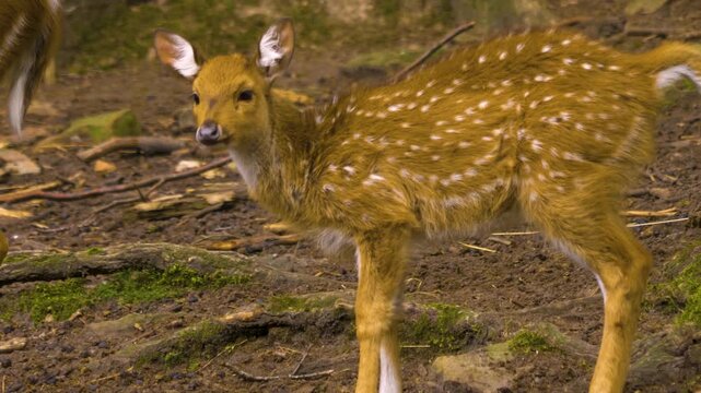 Close up of an axis deer fawn standing in the forest on a sunny autmn day and looking around