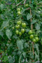 Green tomatoes growing in clusters on a healthy plant, supported by wooden stakes, surrounded by lush leaves in a natural garden.