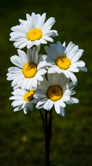 Fototapeta premium Fresh daisies in a simple bouquet, bathed in natural daylight with a soft green backdrop.