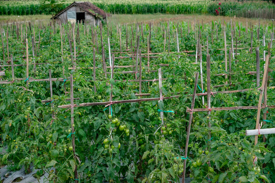 A wide view of tomato plants supported by bamboo stakes in a green farm, with clusters of unripe fruits and a rustic wooden hut in the background of the countryside.