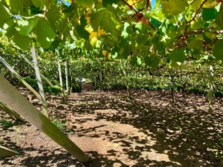 葡萄畑の中の木陰