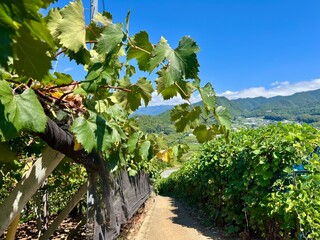 ぶどう畑から望む山2