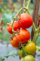 Cluster of ripe and unripe tomatoes growing on the vine, displaying vibrant red and green colors with natural stems and leaves in the garden.