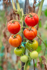 Cluster of tomatoes at different ripening stages from green to red, hanging on the vine with natural stems and leaves in an outdoor garden setting.