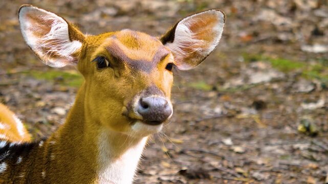 Close up female axis deer resting on the ground and chewing very hard ona sunny day