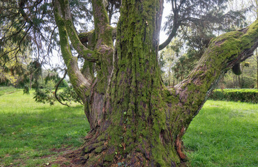 Lawson's cypress or Port Orford cedar in latin Chamaecyparis lawsoniana old tree.