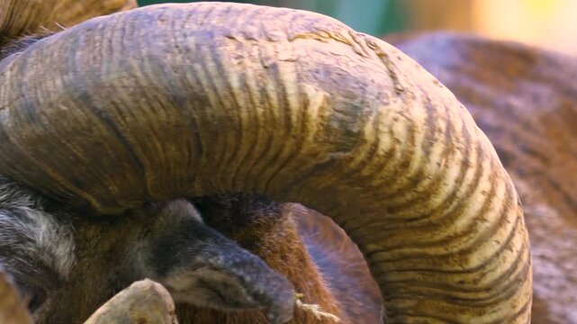 Close up view of a mouflon with large horns standing and looking around on a sunny autumn day