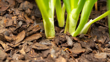 Healthy green plants emerge from dark, nutrient-rich soil. Surrounding wood mulch enhances moisture...