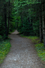 Fototapeta premium Wide Trail through Pine Trees Along Bowman Lake