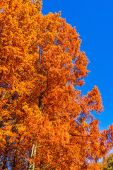 紅葉したメタセコイア