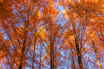 紅葉したメタセコイア
