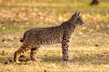 Young Bobcat Stands At Attention In A Grassy Field In Big Bend
