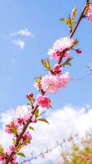 Obraz premium Pink blossoms on a branch against a bright blue sky
