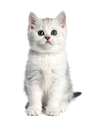 Obraz premium Cute kitten, looking up