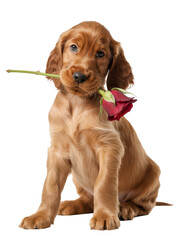 Irish Setter Puppy Holding a Rose on White Background