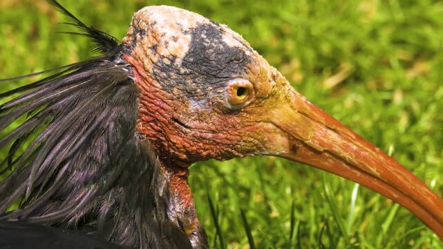 Close up of a bald northern ibis bird searching for food on a meadow on a sunny day