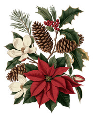 Victorian Botanical Illustration of Poinsettia and Holly